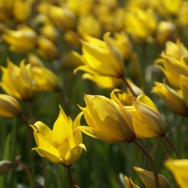 Tulipa sylvestris Tulipa sylvestris
