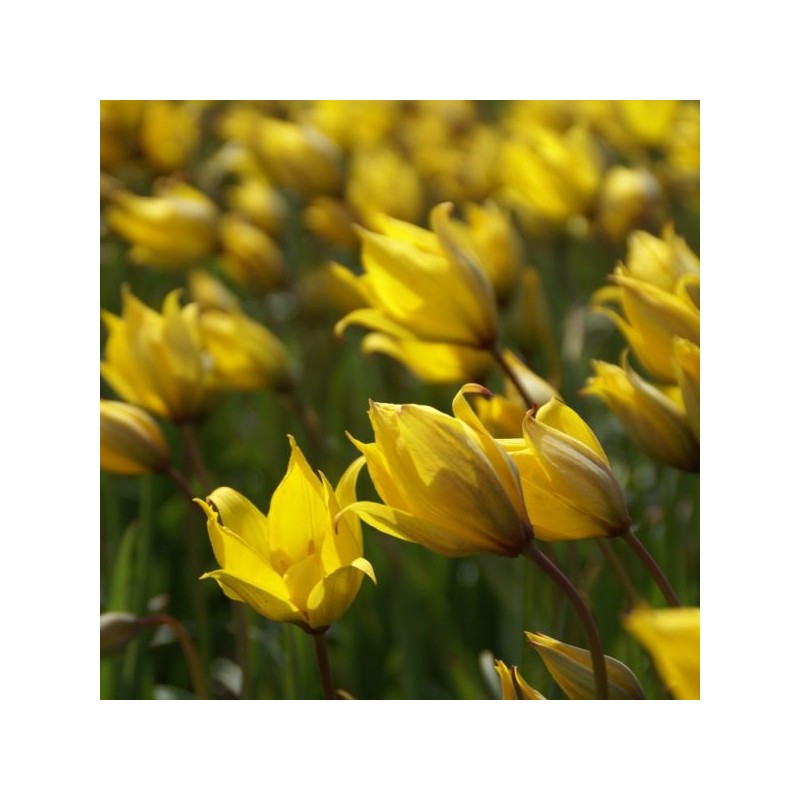 Tulipa sylvestris Tulipa sylvestris