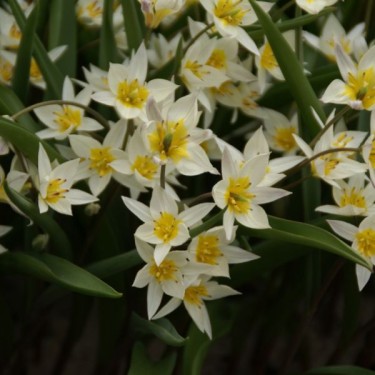 Tulipa turkestanica