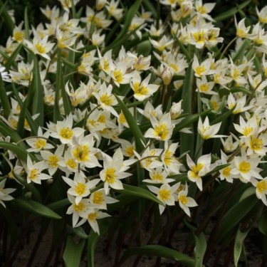 Tulipa turkestanica