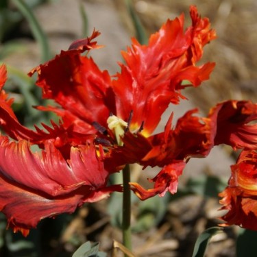 Tulipa 'Amiral de Constantinople'