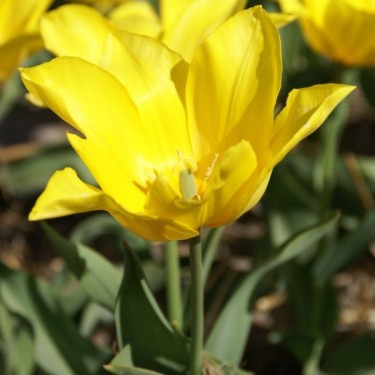 Tulipa 'Prince de Ligne'