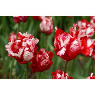 Tulipa 'Estella Rijnveld' Tulipa 'Estella Rijnveld'