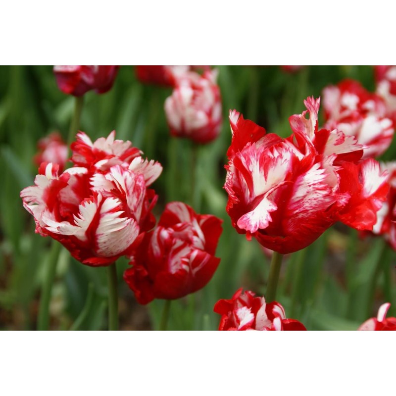Tulipa 'Estella Rijnveld' Tulipa 'Estella Rijnveld'
