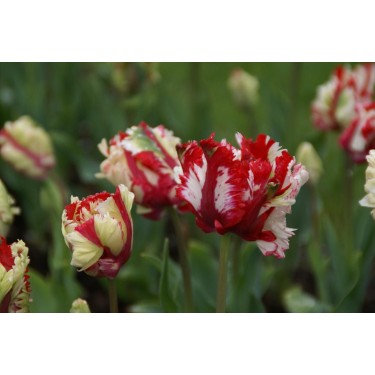 Tulipa 'Estella Rijnveld' Tulipa 'Estella Rijnveld'