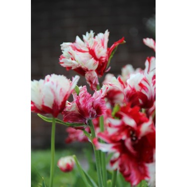 Tulipa 'Estella Rijnveld' Tulipa 'Estella Rijnveld'