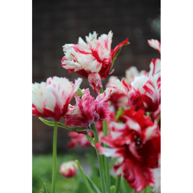 Tulipa 'Estella Rijnveld' Tulipa 'Estella Rijnveld'