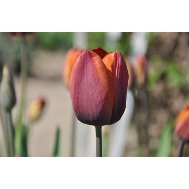 Tulipa 'Madras'
