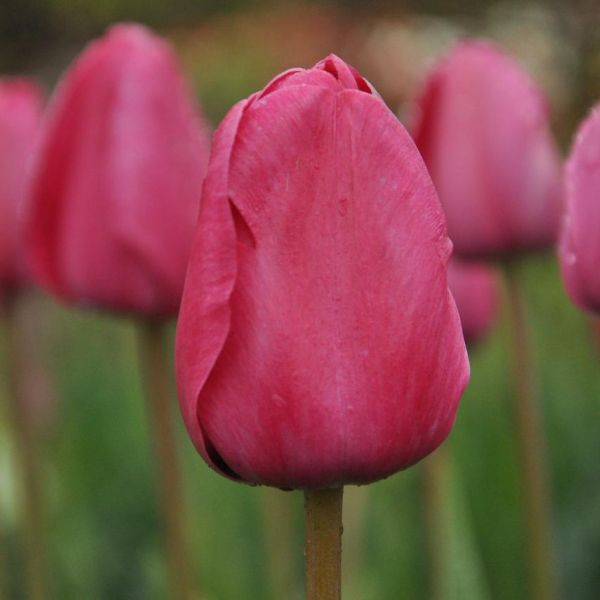 Tulipa 'Melva'