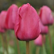 Tulipa 'Melva'
