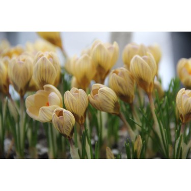 Crocus 'Constellation' Crocus 'Constellation'