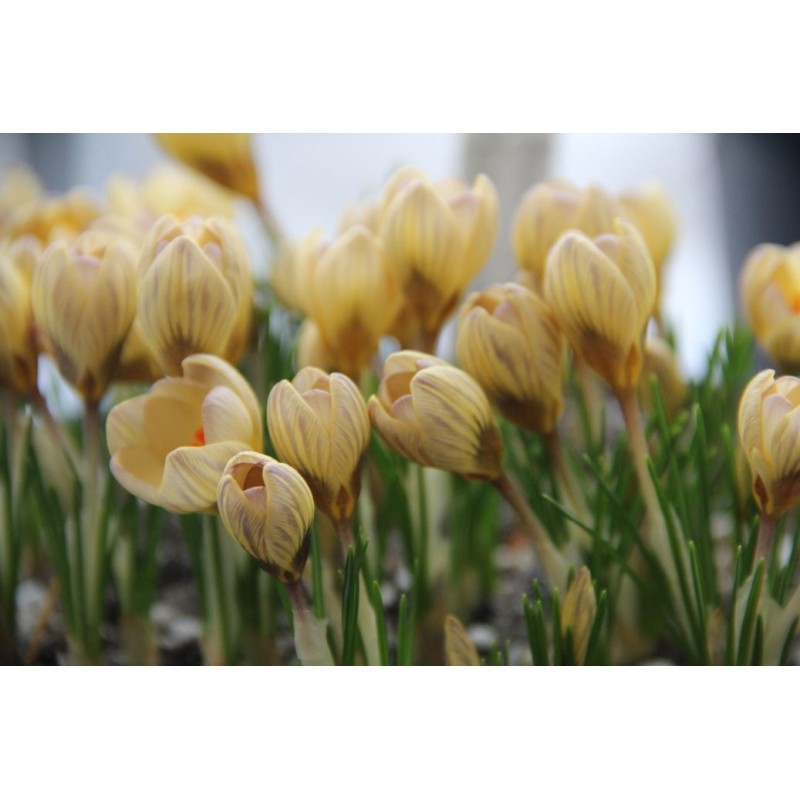 Crocus 'Constellation' Crocus 'Constellation'