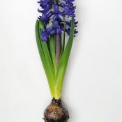 Geprepareerde hyacinten, blauw