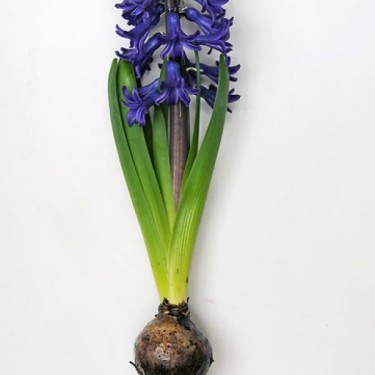 Geprepareerde hyacinten, blauw Geprepareerde hyacinten, blauw