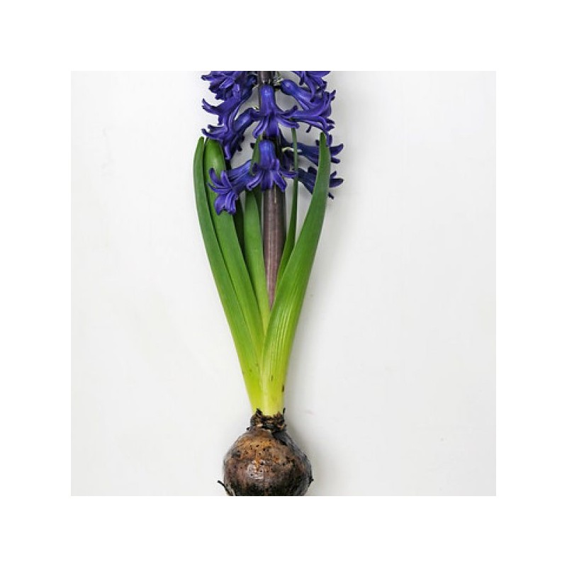 Geprepareerde hyacinten, blauw Geprepareerde hyacinten, blauw