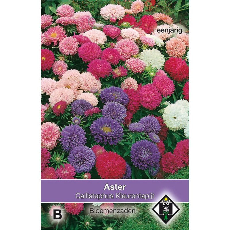 Aster chinensis 'Kleurentapijt' Aster chinensis 'Kleurentapijt'