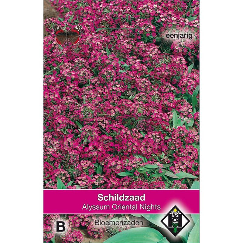 Alyssum maritimum 'Oriental Nights' Alyssum maritimum 'Oriental Nights'