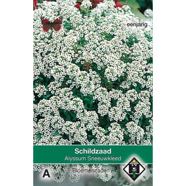 Alyssum maritimum 'Sneeuwkleed' Alyssum maritimum 'Sneeuwkleed'