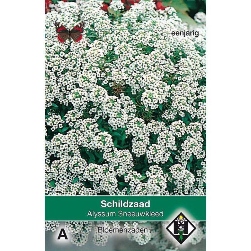 Alyssum maritimum 'Sneeuwkleed' Alyssum maritimum 'Sneeuwkleed'