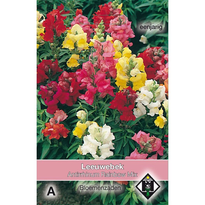 Antirrhinum majus 'Rainbow Mix' Antirrhinum majus 'Rainbow Mix'