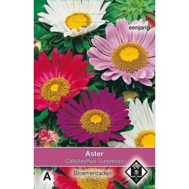Aster chinensis 'Surpresso' Aster chinensis 'Surpresso'