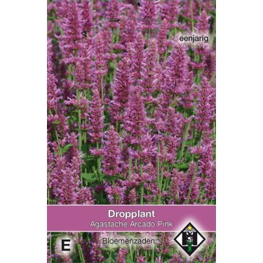 Agastache hybrida 'Arcado Pink' Agastache hybrida 'Arcado Pink'