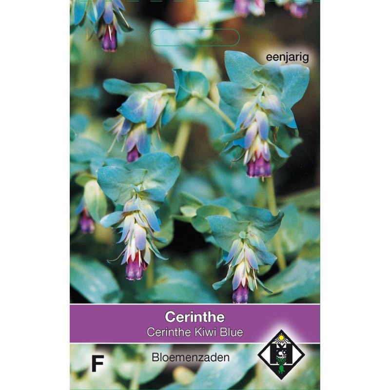 Cerinthe major Purpurescens 'Kiwi Blue' Cerinthe major Purpurescens 'Kiwi Blue'