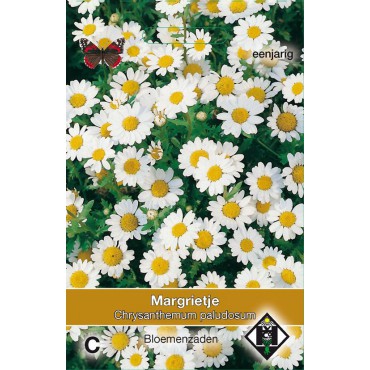 Chrysanthemum paludosum 