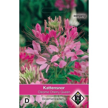 Cleome hassleriana 'Cherry Queen' Cleome hassleriana 'Cherry Queen'