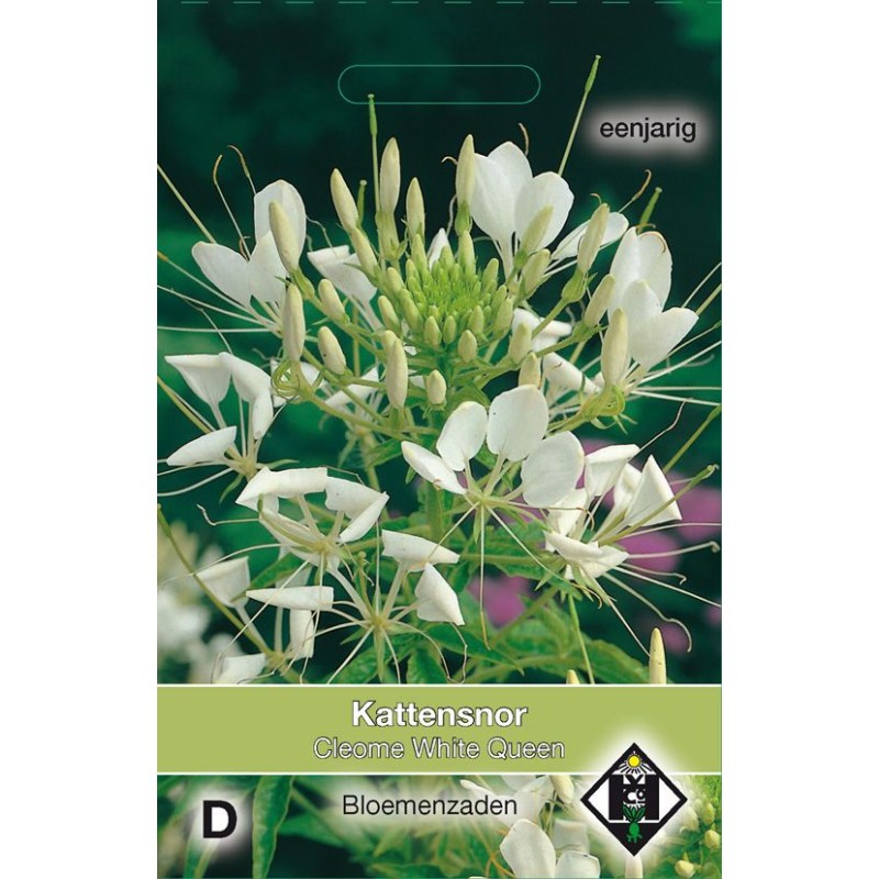 Cleome hassleriana 'White Queen' Cleome hassleriana 'White Queen'