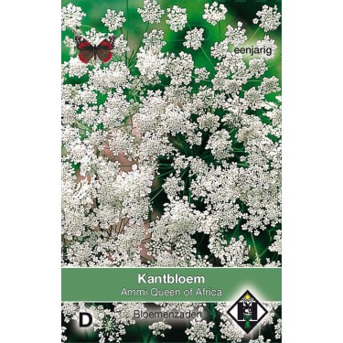 Ammi majus 'Queen of Africa' Ammi majus 'Queen of Africa'