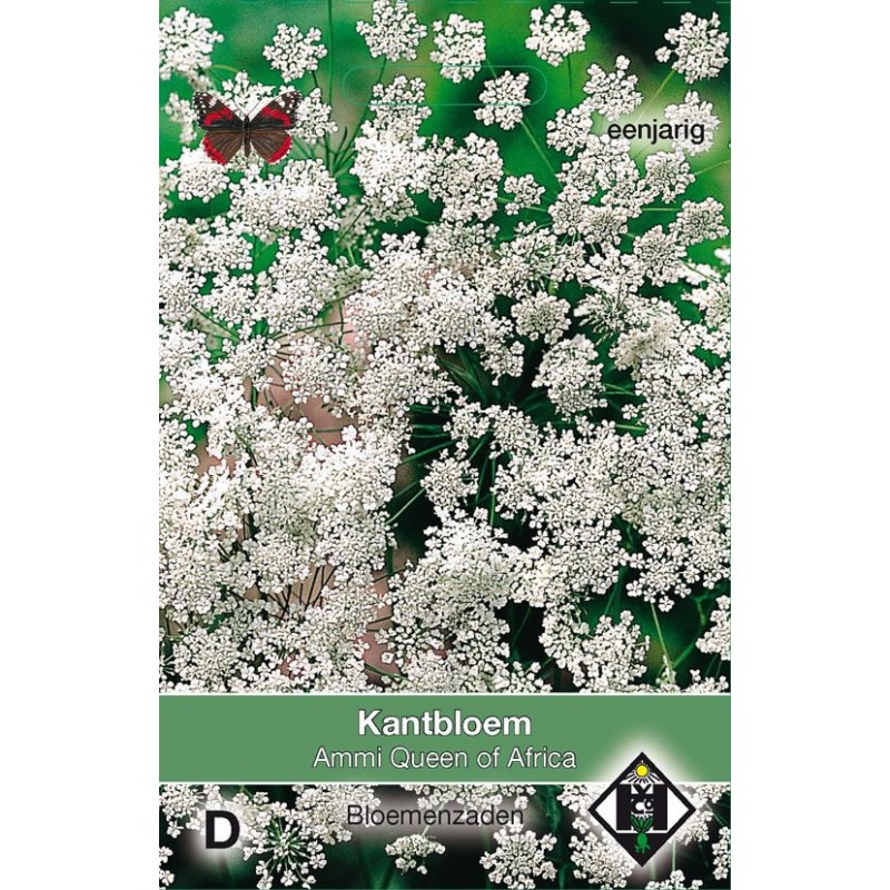 Ammi majus 'Queen of Africa' Ammi majus 'Queen of Africa'