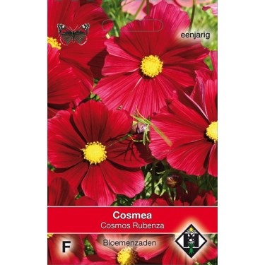 Cosmos bipinnatus 'Rubenza' Cosmos bipinnatus 'Rubenza'