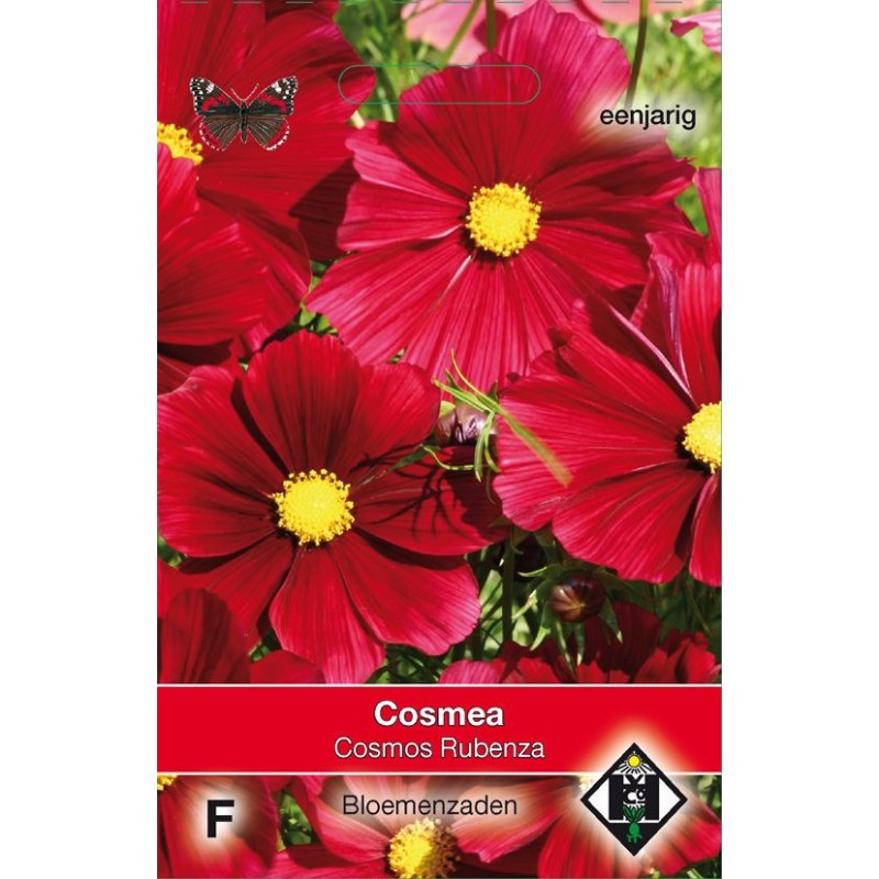 Cosmos bipinnatus 'Rubenza' Cosmos bipinnatus 'Rubenza'