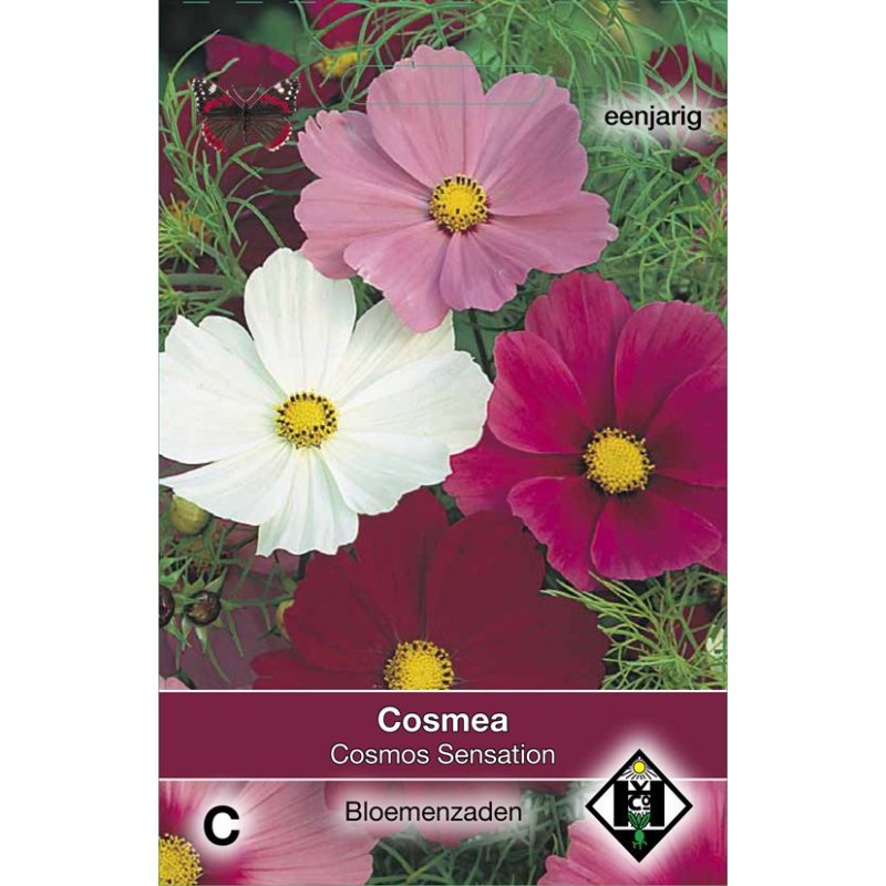 Cosmos bipinnatus 'Sensation' Cosmos bipinnatus 'Sensation'
