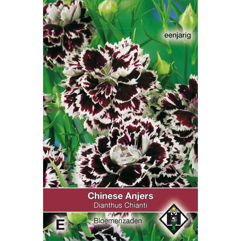 Dianthus chinensis 'Chianti' Dianthus chinensis 'Chianti'