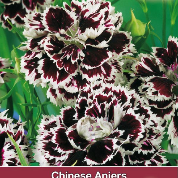 Dianthus chinensis 'Chianti'