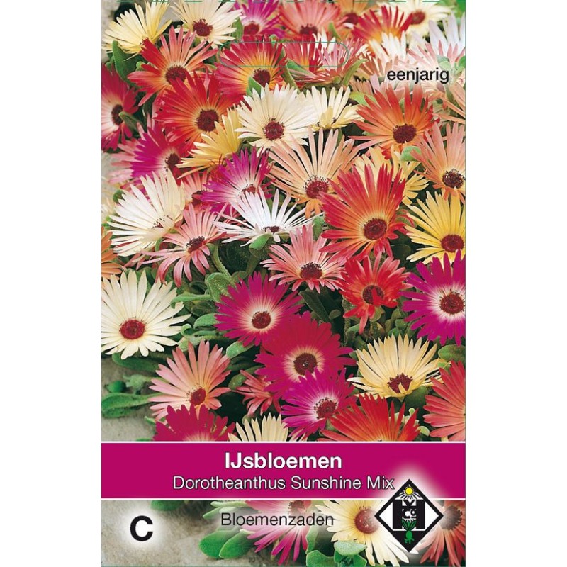 Dorotheanthus b. 'Sunshine Mix' Dorotheanthus b. 'Sunshine Mix'