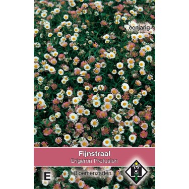 Erigeron 'karvinskianus Profusion' Erigeron 'karvinskianus Profusion'