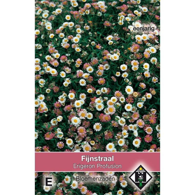 Erigeron 'karvinskianus Profusion' Erigeron 'karvinskianus Profusion'