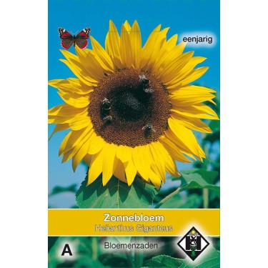 Helianthus a. 'Giganteus' Helianthus a. 'Giganteus'