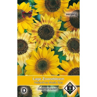 Helianthus a. 'Music Box' Helianthus a. 'Music Box'