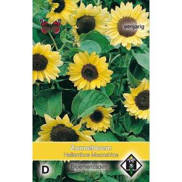 Helianthus a. 'Moonshine'