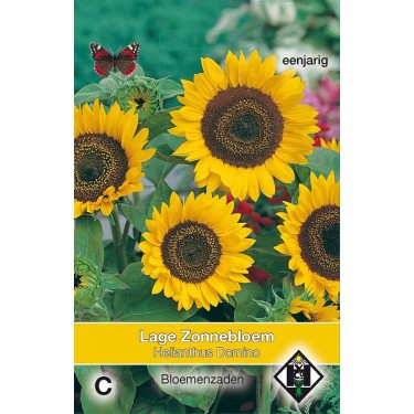 Helianthus a. 'Domino' Helianthus a. 'Domino'