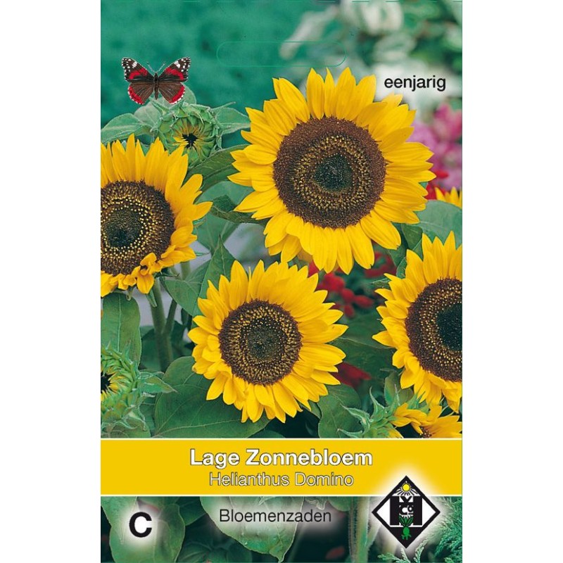 Helianthus a. 'Domino' Helianthus a. 'Domino'