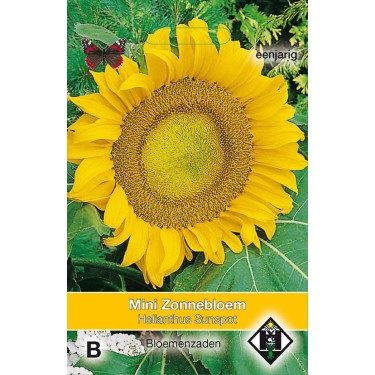 Helianthus a. 'Sunspot'