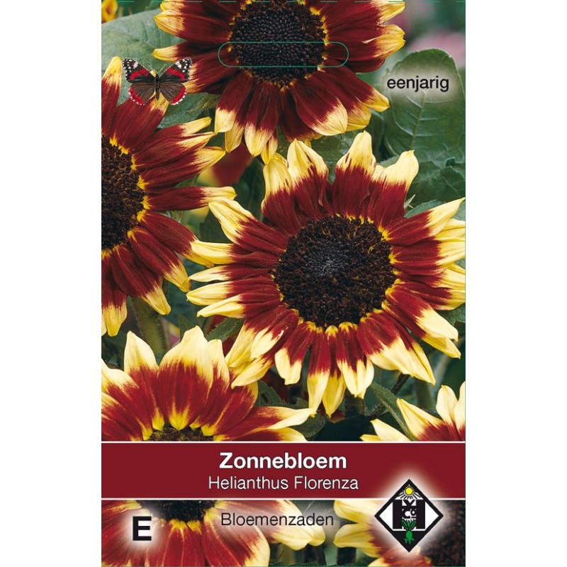 Helianthus a. 'Florenza' Helianthus a. 'Florenza'