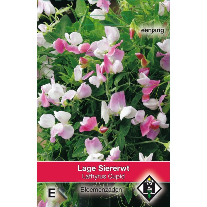 Lathyrus odoratus 'Cupid'