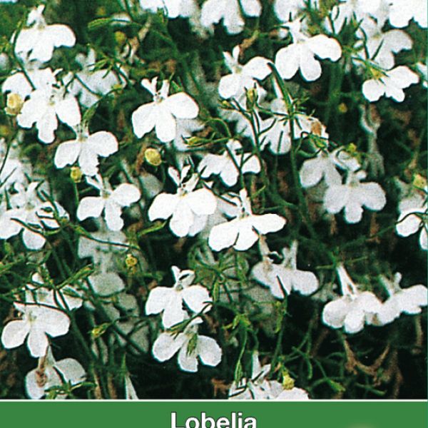 Lobelia erinus 'White Lady'