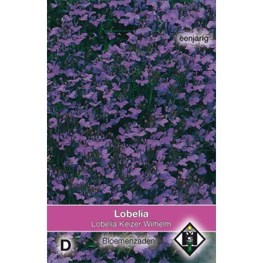 Lobelia erinus 'Keizer Wilhelm'
